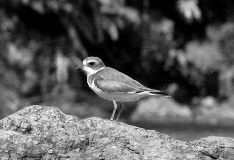 Conocimiento y Conservación de las Aves Playeras en Colombia complementándose con los estudios de selección de hábitat y ecologí
