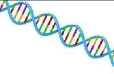 Ácidos Nucleicos http://www.innoversia.net/uploaddocs/1-2012050324207_0_0.jpg 8 Y solamente estamos hechos de bioelementos y biomoléculas?