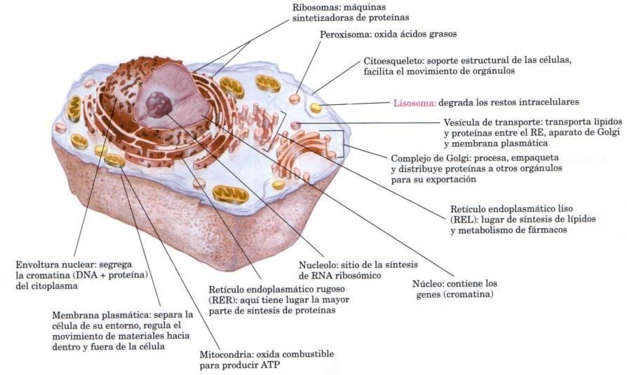 procariotas Veamos con mas detalle las características de la celula animal y vegetal.