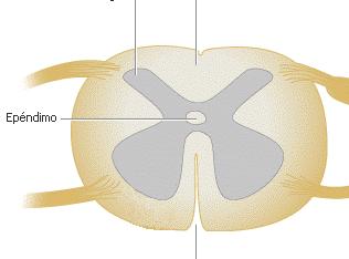 huecos: los ventrículos del encéfalo y