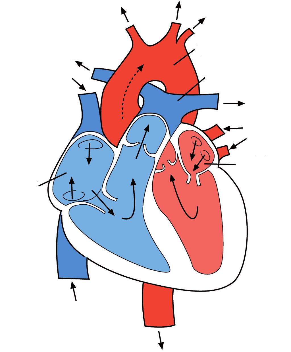 aurícula dreta pulmons cos cos ventricle dret Hi ha diversos tipus d IC? Si coneix una mica els termes que es fan servir en parlar d IC li serà més fàcil entendre la seva malaltia.