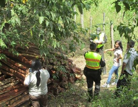 En operativo conjunto, guardaparques del SERNANP recuperan 23 mil pies tablares de madera talada ilegalmente en la Reserva Comunal Amarakaeri.
