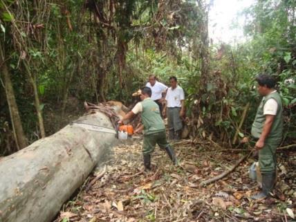 Este exitoso operativo inopinado fue coordinado entre el Servicio Nacional de Áreas Naturales Protegidas por el Estado-SERNANP y el alto comisionado en Asuntos de la Lucha contra la Tala Ilegal,