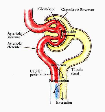 1.FILTRACIÓN GLOMERULAR: Al ingresar la sangre al glomérulo, los solutos del plasma, pasan de los capilares a la Cápsula de Bowman.