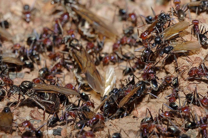 La mayoría de especies de hormigas tienen un sistema en que sólo la reina y las hembras fértiles tienen la capacidad de aparearse.