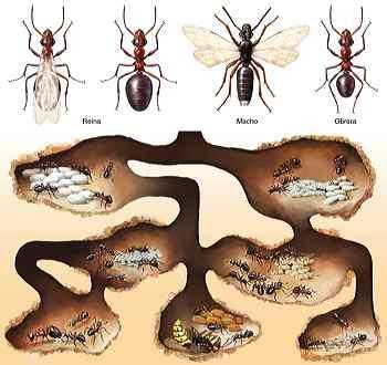 HORMIGAS Los formícidos u hormigas (Formicidae) son una familia de insectos sociales que, como las avispas y las abejas, pertenecen al orden de los himenópteros.