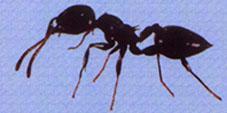 Hormiga Acróbata Crematogaster TIPOS DE HORMIGAS Es una variedad curiosa, cuando se excita mantiene su abdomen sobre la cabeza o el tórax, son de color amarillento o negras y tienen el abdomen
