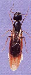TIPOS DE HORMIGAS Hormiga Carpintera Camponotus Es la hormiga que mas se ve en el interior de las casas, son muy grandes y de color negro, las obreras tienen mandíbulas imponentes con las que pueden