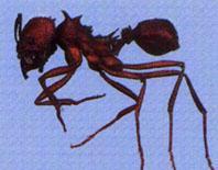 TIPOS DE HORMIGAS Hormiga Cortadora de Hojas Este tipo de hormigas suele cortar el follaje de la vegetación y llevarlo al hormiguero, luego lo mastican y lo adicionan a jardines subterráneos de