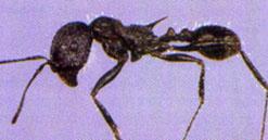 TIPOS DE HORMIGAS Hormiga cosechadora Son de color rojizo a marrón, su tamaño es relativamente grande, midiendo de 6,25 mm a 12,5 mm, tienen pelos debajo de su cabeza, que utilizan para limpiarse las