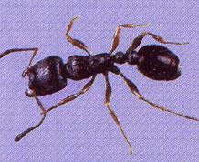 TIPOS DE HORMIGAS Hormiga de Pavimento Esta variedad mide de 3,2 mm a 4,2 mm, son de color marrón tendiendo a negro, las patas y las antenas son mas claras.