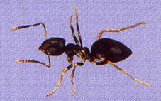 TIPOS DE HORMIGAS Hormiga domestica olorosa Es una plaga doméstica, las obreras miden de 2,1 mm a 3,2 mm, son de color marrón negruzco y se las suele confundir con la hormiga argentina, se las
