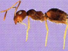 TIPOS DE HORMIGAS Hormiga falsa mielera Las obreras son brillantes, de color marrón oscuro y miden aproximadamente de 3,2 mm a 4,2 mm.