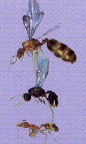 Hormiga Faraona Las colonias tienen cientos de miles de obreras y varias reinas, los ejemplares machos y