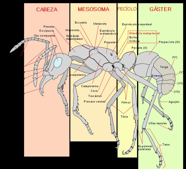 Las hormigas tienen unas características morfológicas distintas de otros insectos, como las antenas en codo, glándulas metapleurales y una fuerte