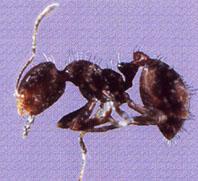 TIPOS DE HORMIGAS Hormiga pequeña negra Es una especie muy pequeña, suele medir hasta 1,7 mm y son de color negro.