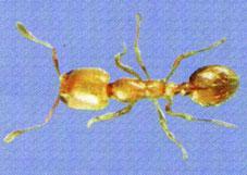 TIPOS DE HORMIGAS Hormiga ladrona Es prácticamente la mas pequeña, mide de 1 mm a 1,7 mm, son de color amarillo amarronado.