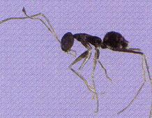 TIPOS DE HORMIGAS Hormiga loca Estas hormigas miden 2,5 mm y son de color marrón oscuro; sus patas y antenas son mas largas que lo normal, en proporción al resto del cuerpo.