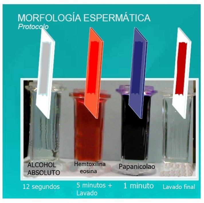 microlitros de muestra en el extremo del portaobjetos y se realiza la extensión.