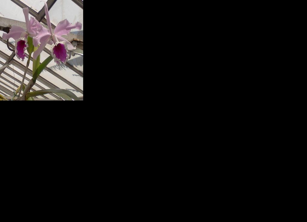 Introducción Orquídeas: plantas ornamentales de mayor demanda Amenazadas y en peligro de extinción Explotación irracional (comercio ilegal y la deforestación de su habitad) Exigencias