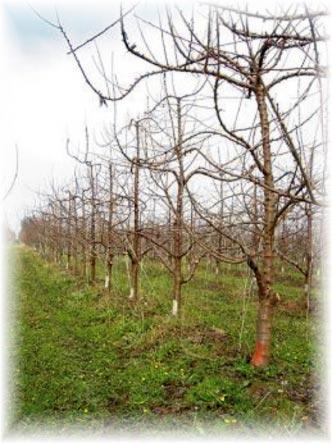 3. LA PODA Y SU INFLUENCIA Los árboles frutales de hoja caduca, como el duraznero, ciruelo y cerezo, presentan adaptaciones climáticas al ciclo anual de temperaturas características de los climas