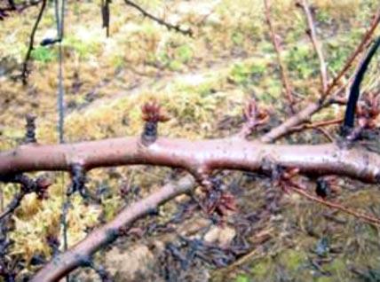 Los chupones se presentan generalmente en la parte superior del árbol, lo que manifiesta si existen en gran cantidad una mala poda anterior.