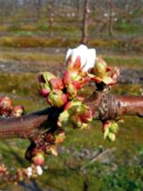 2 Cerezo Las flores del cerezo son simples, hermafroditas, de color blanco, las que se agrupan en corimbos de una a cinco (Foto6y7).