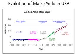 En el gráfico 2 se ilustra, por ejemplo, la evolución de la producción del trigo (Francia) y del maíz (Estados Unidos de América) desde los comienzos del actual proceso de fitomejoramiento, en que al