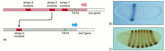 Small, Levine GEN REPORTERO se expresa el gen reportero en posición que le dicta el elemento regulatorio, aquí second stripe región regulatoria del gen eve a) Solamente una secuencia parcial de la