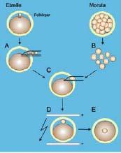 CLONACION mediante TRANSFERENCIA DEL NUCLEO a) Enucleación de un ovulo b) Separación de