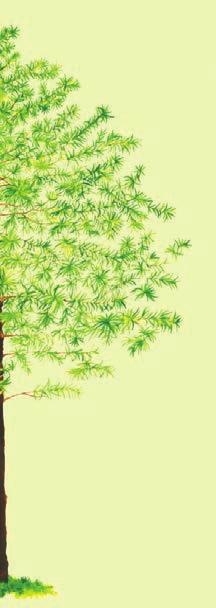 El podocarpus o romerillo es el nombre que recibe un importante grupo de coníferas, árboles como pinos y cipreses que no producen flores y frutos, sino que desarrollan pequeños