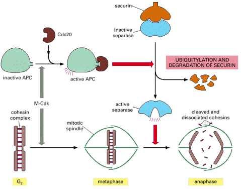 Santiago Schiaffino Ortega Se sabe que, una vez activado, el complejo CDK-ciclina se encarga de llevar a cabo tareas indispensables durante las primeras subfases de la mitosis.