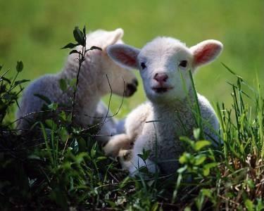 Sistemas de cría de ganado ovino en España: Tipos comerciales EDAD PESO VIVO PROCEDENCIA ORIGEN Lechal alimentados exclusivamente de leche materna 25-30 d 9-12kg (5-7kg canal) Razas lecheras Norte