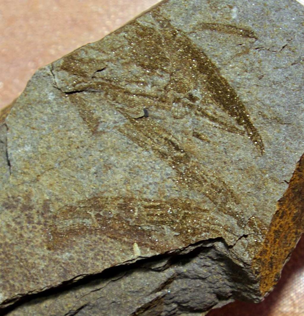 1. Trilobites cámbrico Baltoparadoxydes sp. Cuevas del Sil.