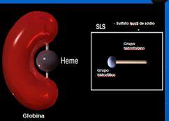 Tecnología para Hemoglobina Reactivo libre de cianuro Grupo hidrofóbico del SLS que se une a la molécula de la globina Ocurre