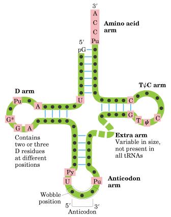 ARNtransferente En el proceso de traducción, además del ARNm y de ARNr, que forma parte de los ribosomas, interviene el ARNt que es el encargado de transferir los aminoácidos correspondientes en
