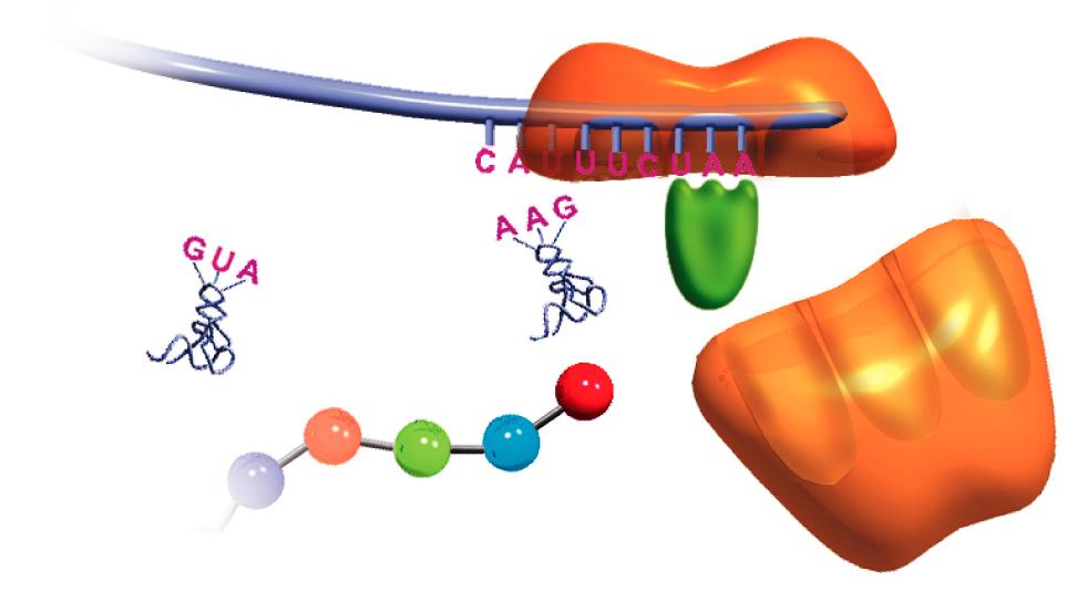 cadena proteica Factor de liberación A medida que se van sintetizando, las