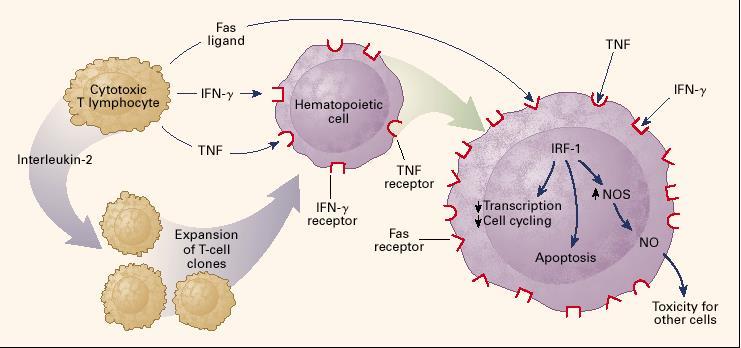 Fisiopatología inmune Anemia Aplásica Activación de las células T citotóxicas con ataque directo de las Cel CD-34+.