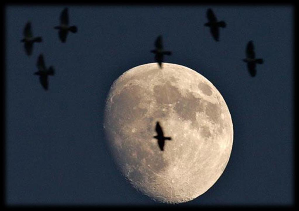 ESTUDIOS EN LA MIGRACIÓN DE LAS AVES - Moon-watching - Comprobar si las aves en sus