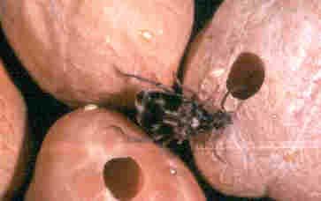 GORGOJOS (Bruchus pisorum) Esta plaga es importante por los daños que produce en la postcosecha durante su almacenaje.