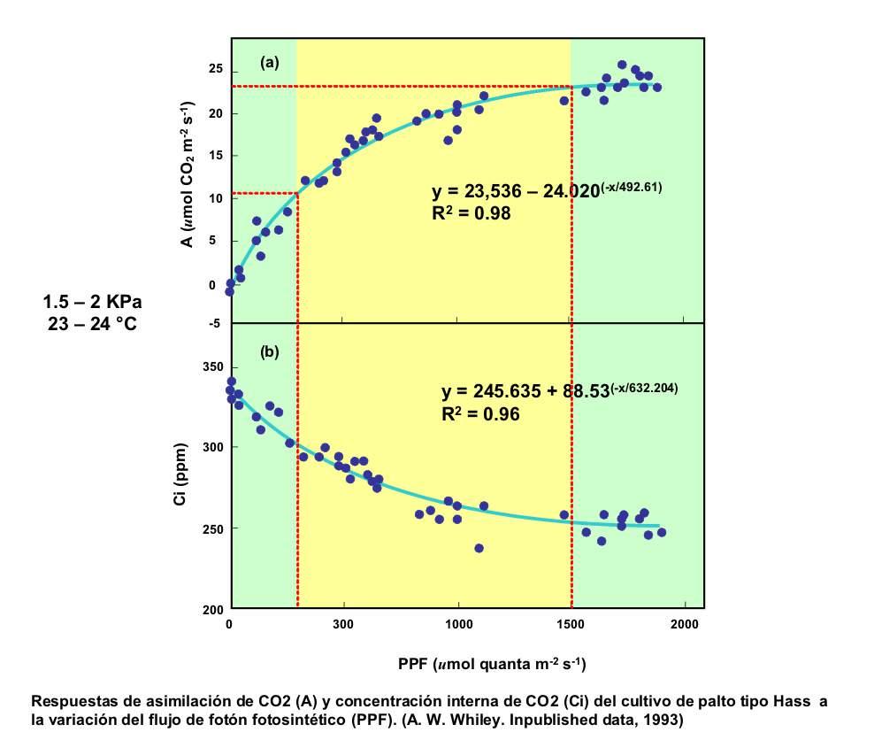 Palto: Intensidad Lumínica y Asimilación de CO 2 Proporcional a la Actividad de la RUBISCO Limitado por CO 2 Limitado