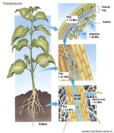 Potencial Hídrico de las Plantas ( ) La planta es un sistema hidráulico.