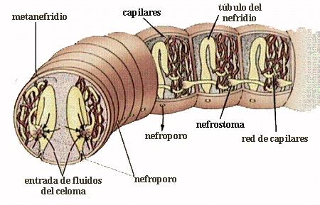 Metanefridios - Propios de anélidos y moluscos - Es un tubo largo con un extremo interno en forma de embudo (nefrostoma) ciliado y comunica con la cavidad celómica