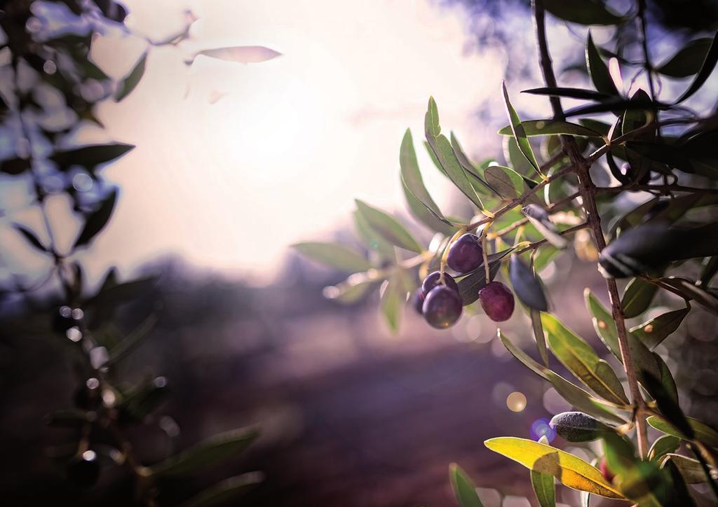Set & Ros cultiva sus olivos de forma ecológica y