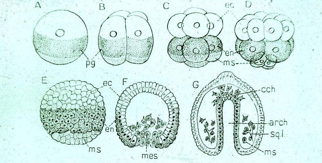 DESARROLLO EMBRIONARIO Rasgos de un modelo general básico 1. Los equinodermos son animales dioicos y no existe dimorfismo sexual, aunque el las ofiuras se puede dar el caso de hermaforditismo 2.
