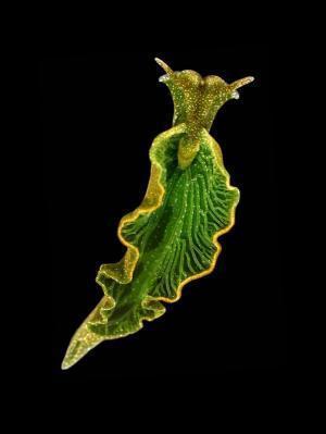 CURIOSIDADES Elysia chlorotica es un curioso gasterópodo marino que es capaz de realizar algo impensable para cualquier animal: la fotosíntesis. Desde hace tiempo se conocía que E.
