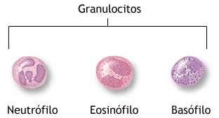 Los glóbulos blancos o leucocitos están en menor número que hematíes o plaquetas (6.000-7.000/ mm 3 ).