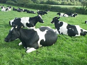 El bovino de aptitud lechera, en régimen extensivo o mixto, se localiza en el norte peninsular, y el de régimen intensivo en los alrededores de las ciudades.