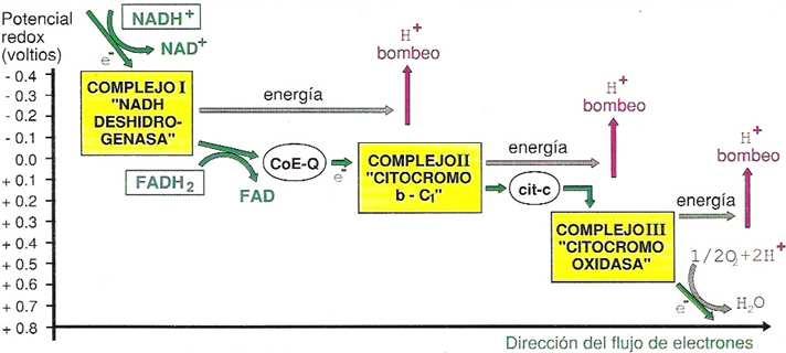 Aspectos generales del metabolismo: Reacciones redox - La mayor o menor facilidad para ceder o captar electrones viene dada por el llamado potencial redox de cada sustancia, teniendo mayor facilidad