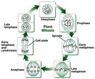 En las células mitóticas de plantas superiores los microtúbulos terminan